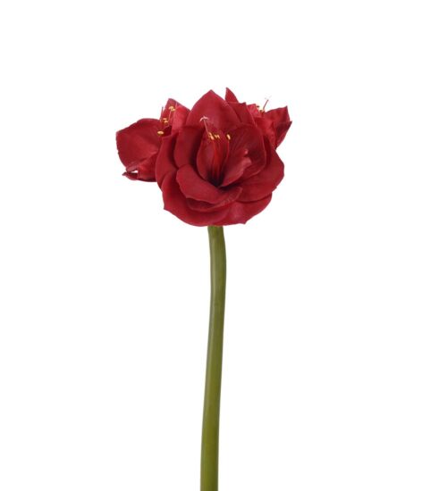Konstväxt av en Amaryllis i röd på snitt från Mr Plant.