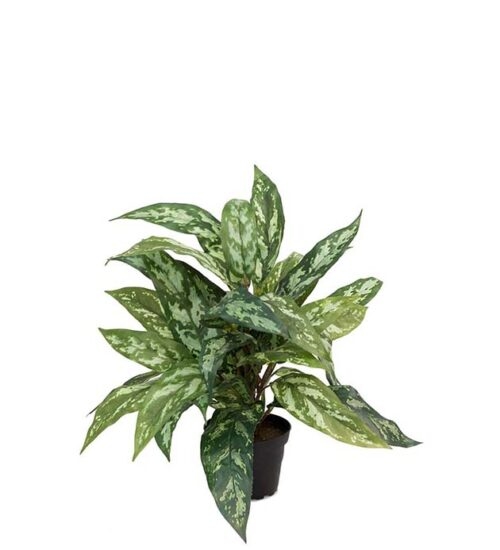 Konstväxt av Aglonema i kruka från Mr Plant.