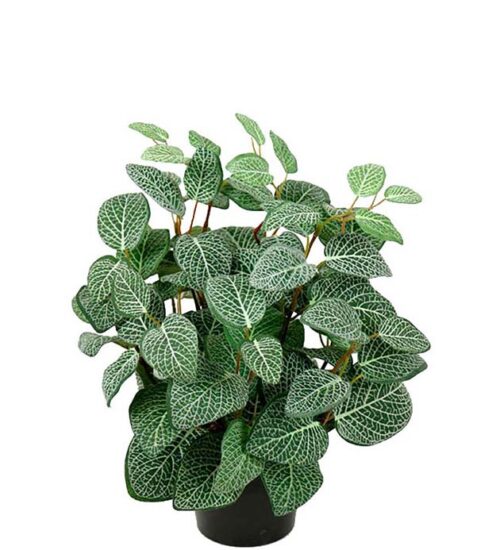 Konstväxt av en Fittonia i kruka från Mr Plant.