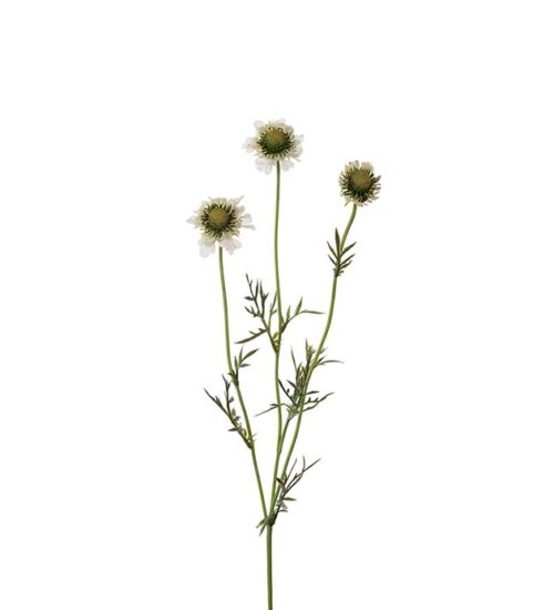 Konstväxt föreställande en Scabiosa på kvist i vit från Mr Plant.