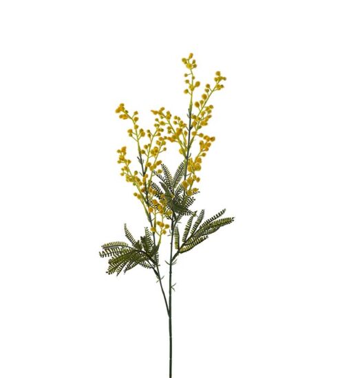Konstväxt föreställande en Mimosa på kvist från Mr Plant.