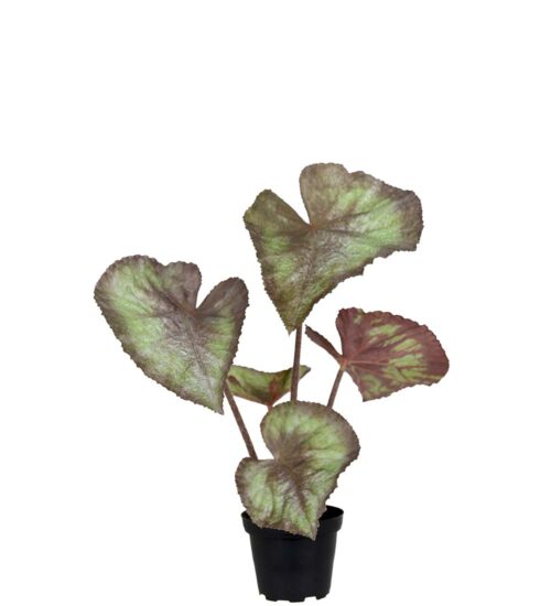 Konstväxt liknande rexbegonia från Mr Plant