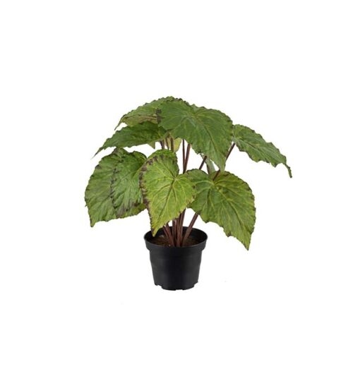 Konstväxt Rexbegonia i kruka från Mr Plant.