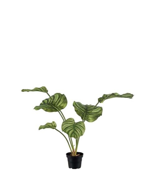 Konstväxt Calathea i kruka från Mr Plant.