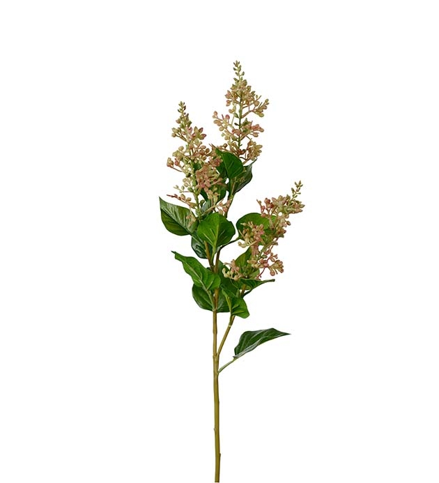 Konstväxt av en bärkvist från Mr Plant.