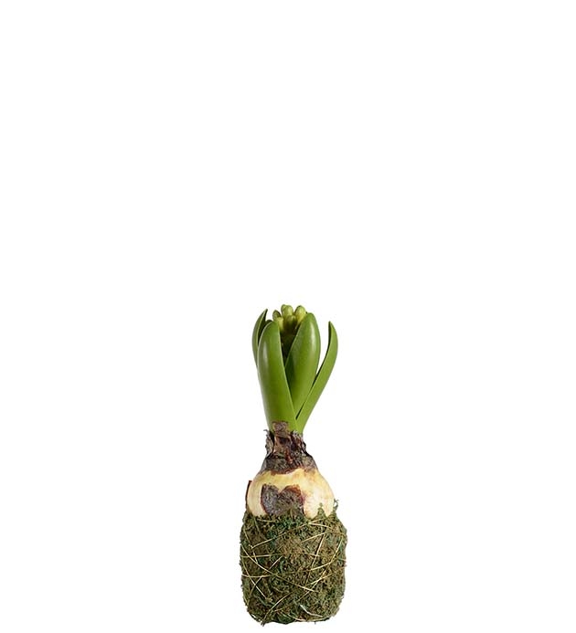 Konstväxt hyacint med lök från Mr Plant.