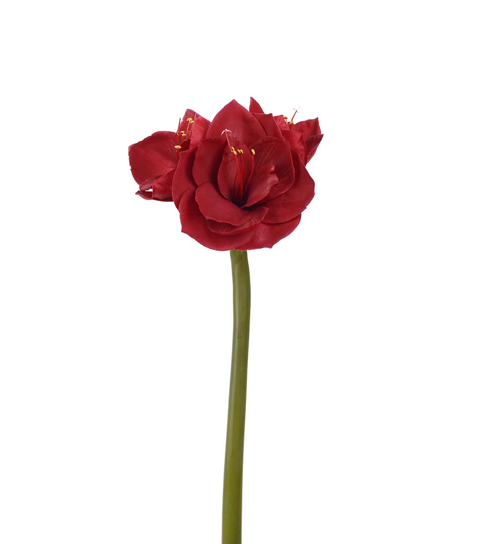 Konstväxt av en Amaryllis i röd på snitt från Mr Plant.