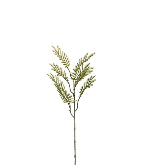 Konstväxt av en mimosakvist i grön från Mr Plant.