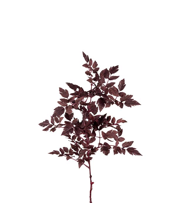 Konstväxt Silveraxkvist från Mr Plant.