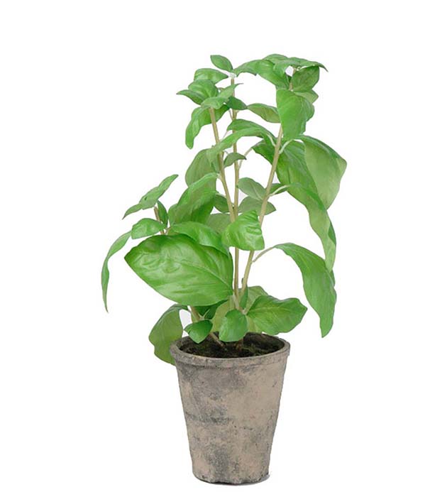 Konstväxt liknande en basilika stor på 38cm i kruka från Mr Plant.