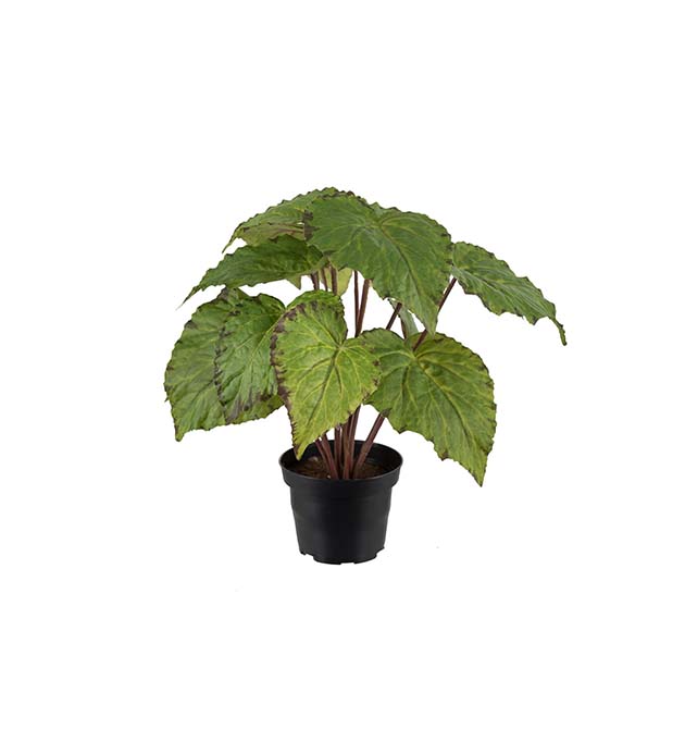 Konstväxt Rexbegonia i kruka från Mr Plant.
