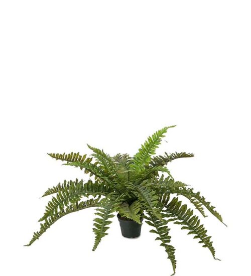 Konstväxt av en ormbunke i kruka på 35cm från Mr Plant.